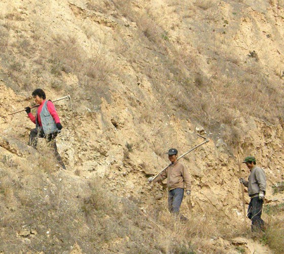 雖沒(méi)有十里桃林，漫山遍野的灼灼芳華。但我們有萬(wàn)畝國(guó)家級(jí)標(biāo)準(zhǔn)化油橄欖種植示范基地，漫山遍野，香氣撲鼻。畝是中國(guó)市制土地面積單位，一畝等于六十平..